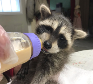 baby raccoon